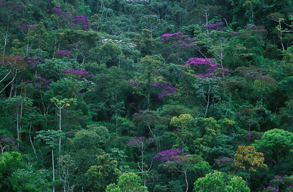 A florada das quaresmeiras,  Pleroma granulosum, é um verdadeiro espetáculo natural nas montanhas do Espírito Santo.  