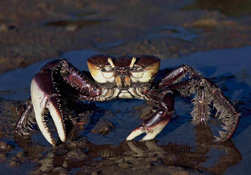 O caranguejo uçá, Ucides cordatus, é um dos personagens mais famosos dos nossos manguezais: uma verdadeira iguaria na gastronomia capixaba.