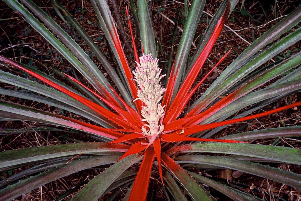 Na restinga encontramos uma grande quantidade de espécies de bromélias, algumas como a Bromelia antiacantha, se destacam pela exuberância e beleza das suas flores.