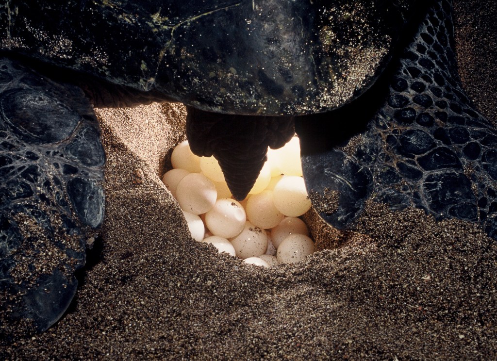 Desova de tartaruda verde, Chelonia mydas, fêmea põe em média 110 ovos. A temporada de desovas é monitorada pelo Projeto Tamar.