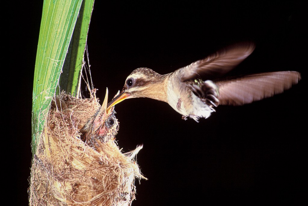 Fêmea de beija-flor,Phaethornis idaliae, alimentando o seu filhote.