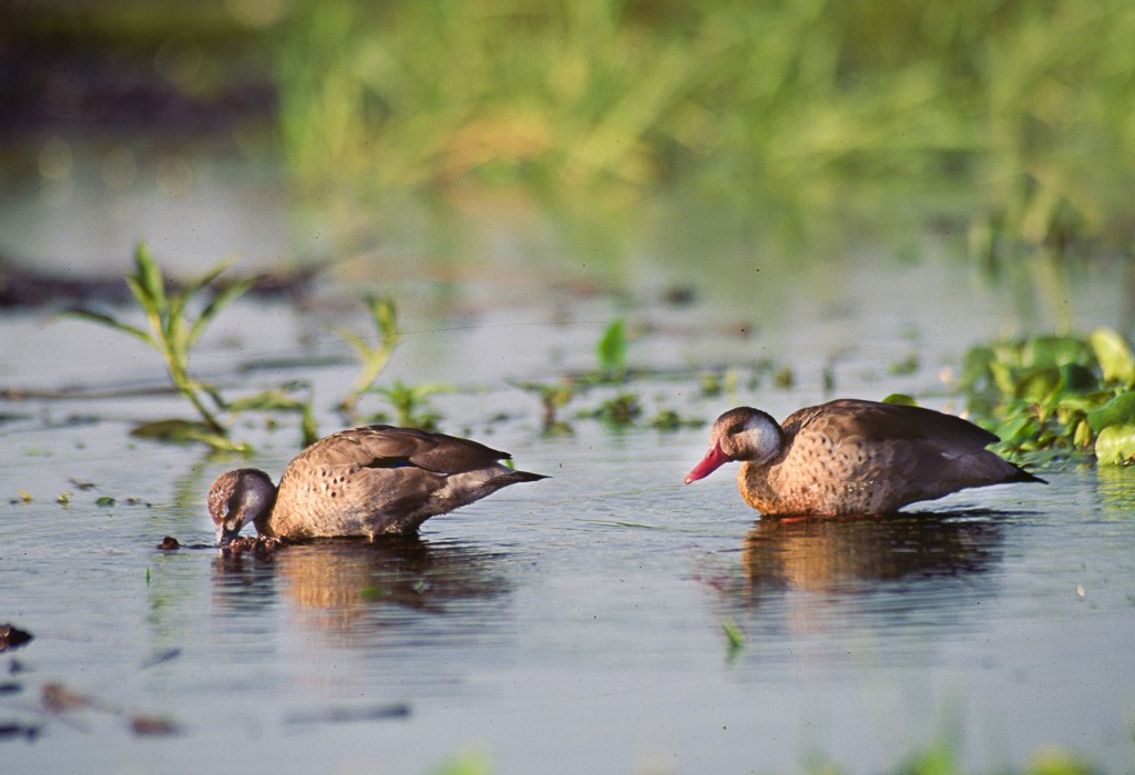 Casal de marrecos-ananaí, Amazonetta brasiliensis, na região de alagados de Itaúnes, ES.