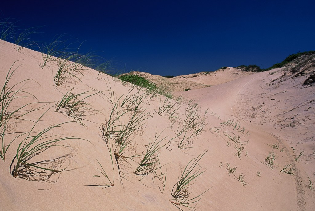 A vegetação da restinga tem um papel fundamental na contenção da erosão das dunas de areia.