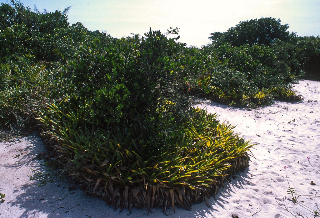 A restinga cresce sobre terrenos arenosos e apresenta diferentes formas de cobertura vegetal denomiadas pelos botânicos de fitofisionomias. Essa aqui é uma formação aberta de Clusia, ela se apresenta como ilhas de vegetação que crescem no solo arenoso. Parque Estadual Paulo Cesar Vinhas